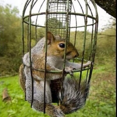 Profile Picture of David Ewald (@squirrelbite4) on Twitter