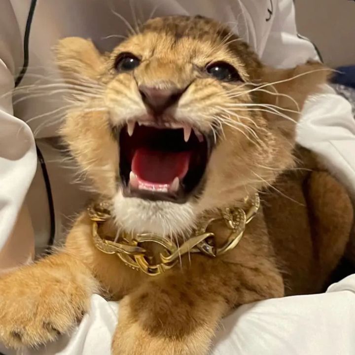 Profile Picture of cherrybabybadger (@cherrybabybadger) on Tiktok