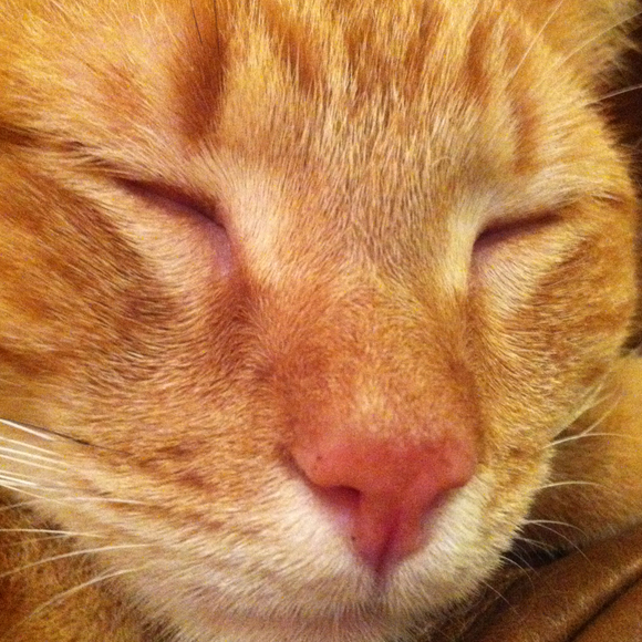 Profile Picture of Lucy Leonard (@lulubird) on Poshmark