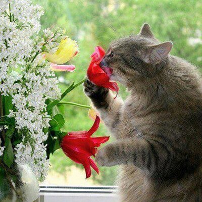 Profile Picture of Santosh Shetty (@santoshshetty9) on Twitter