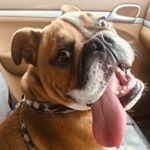 Profile Picture of Simon Bell (@albertstale) on Instagram