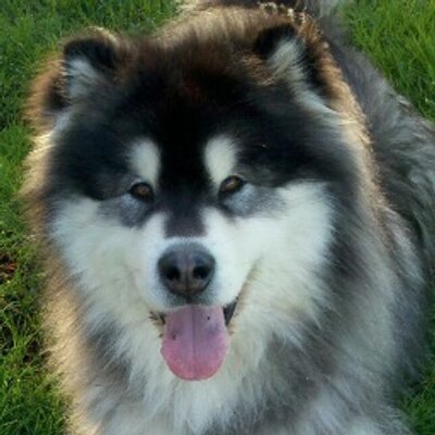 Profile Picture of Pat Knittel (@pknittel) on Twitter