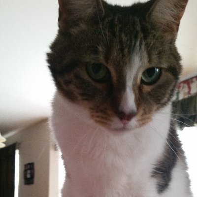 Profile Picture of Felipe Iniguez (@FelipeIniguez16) on Twitter