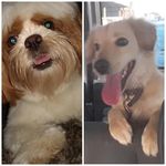 Profile Picture of Lunna & Tandy (@lunna_tandy) on Instagram
