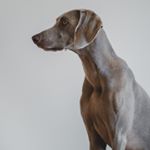 Profile Picture of Shawnda Beer Jr. (@ha_lebert) on Instagram
