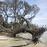 Profile Picture of Joy Gambrell (@jinglenurse1) on Instagram