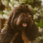 Profile Picture of Leopoldo Ernesto Rabatón (@leopoldo_the_havanese) on Instagram