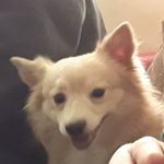 Profile Picture of alfie coleman (@alfiebonecrusher123) on Instagram