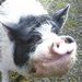Profile Picture of Marcie Fournier (@marciefournier) on Pinterest