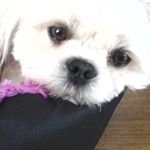 Profile Picture of Gilberte Normand (@normandgilberte) on Instagram