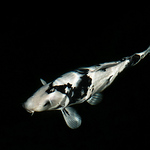 Profile Picture of David Selvage (@selvagedavid38) on Flickr