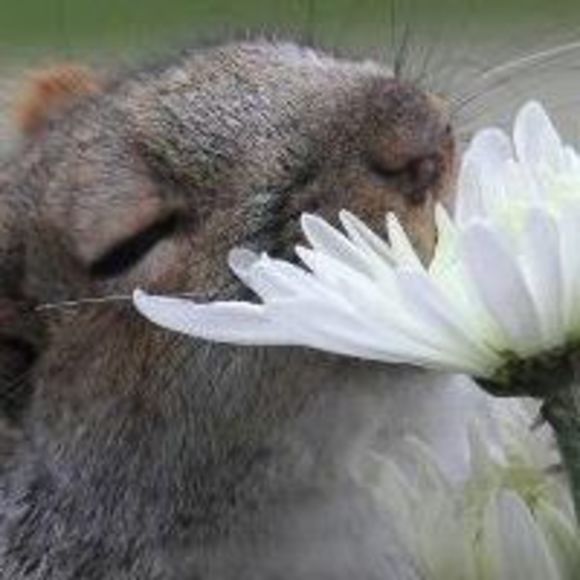 Profile Picture of Mary Shevock (@winterwitchspel) on Poshmark