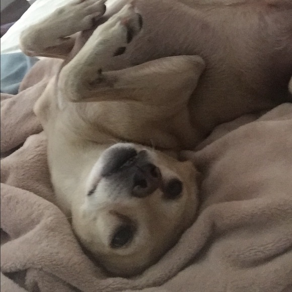 Profile Picture of Kerri Fenech (@kfenech) on Poshmark