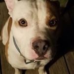 Profile Picture of Travis Darby (@travis.repo) on Instagram