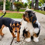 Profile Picture of Joey&Bailey (@twin.furbabies) on Instagram