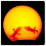 Profile Picture of Joyce G (@selkiskin) on Instagram