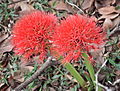 Profile Picture of Scadoxuson Wikipedia