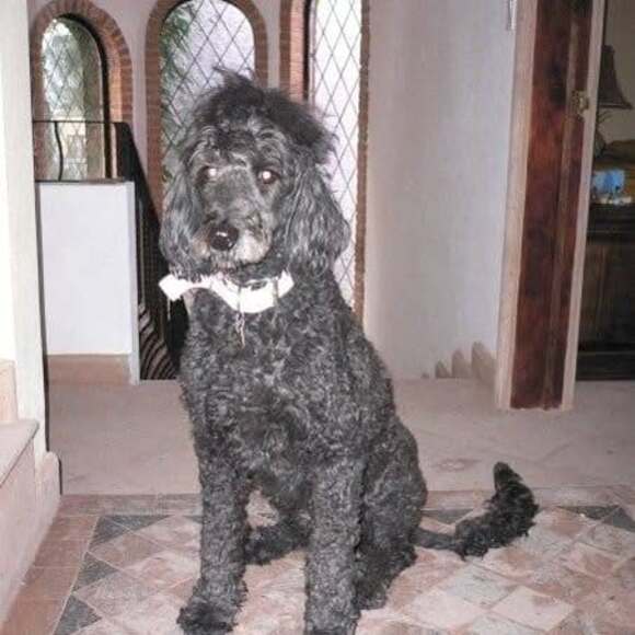 Profile Picture of Tim Kiggins (@tmkiggins) on Poshmark