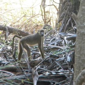 Profile Picture of Amanda Epping (@aepping97) on Pinterest