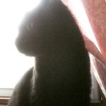 Profile Picture of kittylover100 (@abbychapin12) on Instagram