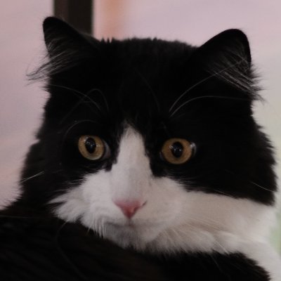 Profile Picture of Joshua Clover (@joshuaclov3r) on Twitter
