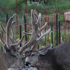 Profile Picture of Steve Swan (@South_Platte) on Twitter