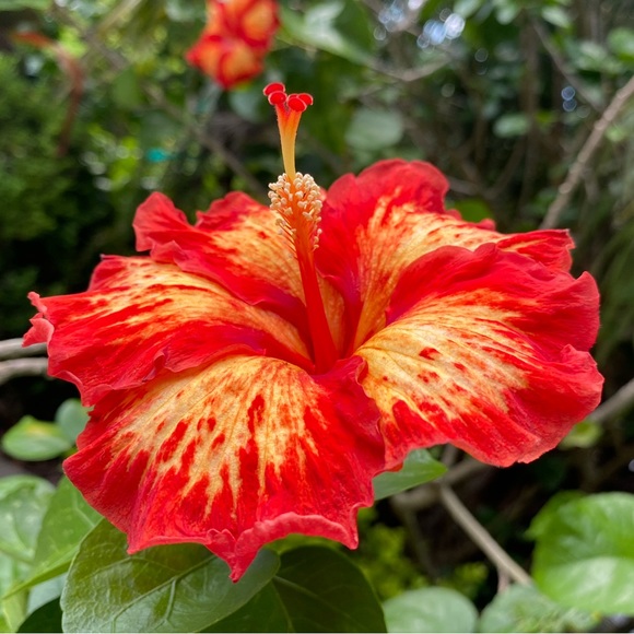 Profile Picture of Helen Larsen (@halflower) on Poshmark