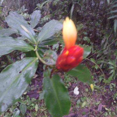 Profile Picture of Kristen Weeks Neal (@KrisWeeksNeal) on Twitter