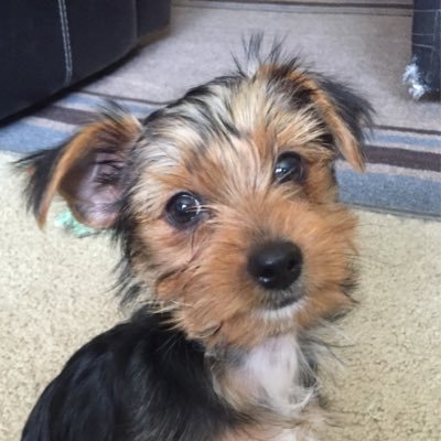 Profile Picture of Joseph Marcoe (@thedude2023) on Twitter