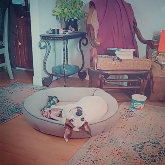 Profile Picture of Dork Dork (@mahalacharles) on Poshmark