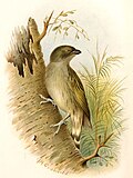 Profile Picture of Willcocks's honeyguideon Wikipedia