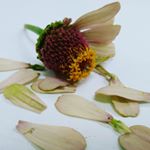 Profile Picture of mustafa (@mustafa_rahimii) on Instagram