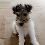 Profile Picture of Brandy, Ruby & Friends (@acuddlypuppy) on Instagram