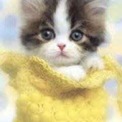 Profile Picture of Wang Hua (@wanghua103983) on Twitter