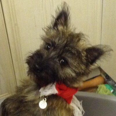 Profile Picture of Penny Freeman (@@Dulcibella) on Twitter