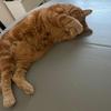 Profile Picture of Julie Munger (@@sirremidou) on Tiktok
