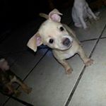 Profile Picture of Braulio Serrano (@brauserr02) on Instagram