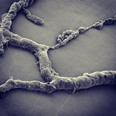 Profile Picture of Peter Westenskow (@PetenSkow) on Twitter