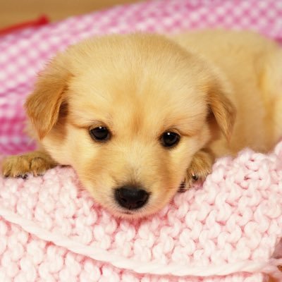 Profile Picture of Cynthia Shao (@cynthiastj_shao) on Twitter