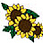 Profile Picture of Susan Bible (@sebringflorist) on Flickr