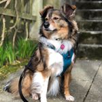Profile Picture of Sheldon “Lucky Dog” Allen (@sheldonluckydog) on Instagram