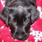 Profile Picture of Joy McCormick (@mecormicklabgrls) on Instagram