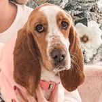 Profile Picture of Cleo Lee 🐶 (@cleothebassethound) on Instagram