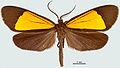 Profile Picture of Scea servulaon Wikipedia