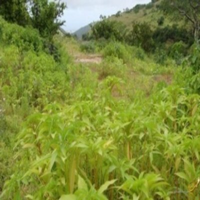 Profile Picture of مطنوخ العجمان (@ArielKnapp2) on Twitter