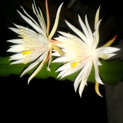 Profile Picture of Raden James 25 (@RadenJames251) on Twitter