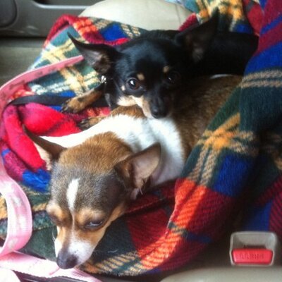 Profile Picture of Brian Mires (@Arch_AngeI) on Twitter