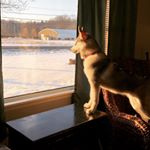 Profile Picture of Harmony Cox (@im_a_husky_atlas_) on Instagram