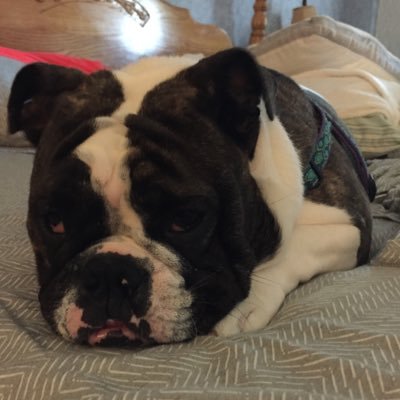 Dan Salamone - Twitter Profile Picture of Dan Salamone (@Danny7576) on Twitter