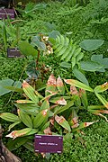 Profile Picture of Mapaniaon Wikipedia